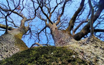 À la découverte des arbres remarquables de chens : balade-photo